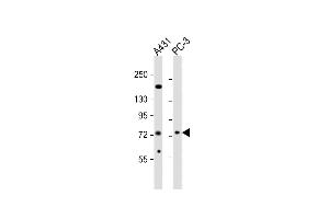 All lanes : Anti-NGEF Antibody (C-term) at 1:2000 dilution Lane 1: A431 whole cell lysates Lane 2: PC-3 whole cell lysates Lysates/proteins at 20 μg per lane. (NGEF anticorps  (C-Term))