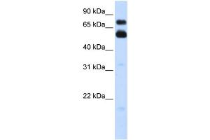 WB Suggested Anti-VISA Antibody Titration:  0. (MAVS anticorps  (C-Term))