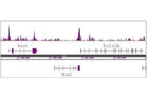 Histone H3R8me2a antibody (pAb) tested by ChIP-Seq. (Histone 3 anticorps  (H3R8me2a))