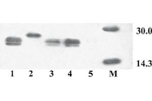 Western Blot analysis of ABIN110156 specificity. (VEGFA anticorps  (Isoform 164))