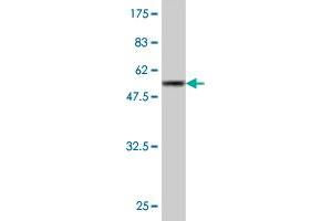 Western Blot detection against Immunogen (55. (GCLM anticorps  (AA 1-274))