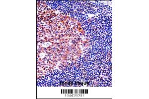 MCM4 Antibody immunohistochemistry analysis in formalin fixed and paraffin embedded human tonsil tissue followed by peroxidase conjugation of the secondary antibody and DAB staining. (MCM4 anticorps  (C-Term))