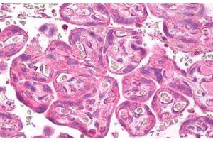 Anti-VEGFR-1 antibody IHC staining of human placenta. (FLT1 anticorps  (Internal Region))