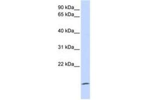 Image no. 1 for anti-Zymogen Granule Protein 16 (ZG16) (AA 72-121) antibody (ABIN6743681)