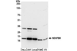 Western Blotting (WB) image for anti-NADH Dehydrogenase (Ubiquinone) 1 beta Subcomplex, 6, 17kDa (NDUFB6) (AA 78-128) antibody (ABIN7451008)