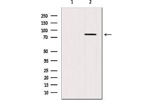 Western blot analysis of extracts from 3T3, using BBS10 antibody.