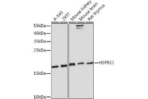 Western blot analysis of extracts of various cell lines, using HSPB11 Rabbit pAb (ABIN7267591) at 1:1000 dilution.