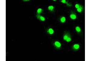 Anti-SLC2A5 mouse monoclonal antibody (ABIN2452373) immunofluorescent staining of COS7 cells transiently transfected by pCMV6-ENTRY SLC2A5 (RC200418). (SLC2A5 anticorps)