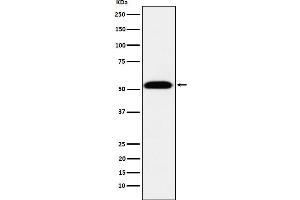 Western blot analysis of TEAD1 expression in 293T cell lysate.