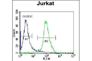 ELMO2 Antibody (Center) (ABIN655058 and ABIN2844687) flow cytometric analysis of Jurkat cells (right histogram) compared to a negative control cell (left histogram). (ELMO2 anticorps  (AA 323-350))