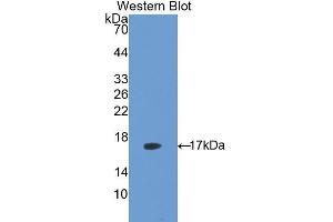 Western Blotting (WB) image for anti-Lectin, Galactose Binding, Soluble 5 (LGALS5) (AA 1-145) antibody (ABIN1171873) (Lectin, Galactose Binding, Soluble 5 (LGALS5) (AA 1-145) anticorps)