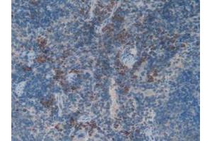 IHC-P analysis of Rat Spleen Tissue, with DAB staining. (Myeloperoxidase anticorps  (AA 134-263))