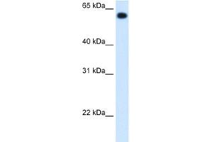 WB Suggested Anti-ALDH4A1 Antibody Titration:  1.