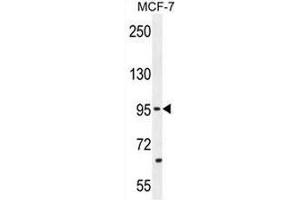 PCDH20 Antibody (Center) western blot analysis in MCF-7 cell line lysates (35µg/lane). (PCDH20 anticorps  (Middle Region))
