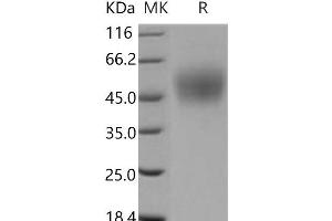 Western Blotting (WB) image for Inducible T-Cell Co-Stimulator Ligand (ICOSLG) (Active) protein (His tag) (ABIN7196185)