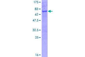Image no. 1 for Thyrotrophic Embryonic Factor (TEF) (AA 1-303) protein (GST tag) (ABIN1322456)