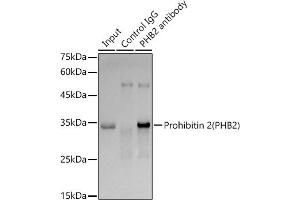 Immunoprecipitation analysis of 300 μg extracts of SKOV3 cells using 3 μg Prohibitin 2 (PHB2) antibody (ABIN7269545). (Prohibitin 2 anticorps)