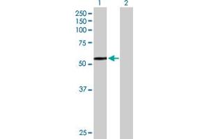 Western Blot analysis of HEXA expression in transfected 293T cell line by HEXA MaxPab polyclonal antibody. (Hexosaminidase A anticorps  (AA 1-529))