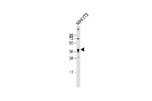 Anti-QKI Antibody (N-term) at 1:2000 dilution + NIH/3T3 whole cell lysate Lysates/proteins at 20 μg per lane. (QKI anticorps  (N-Term))