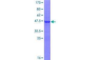 Image no. 1 for ChaC, Cation Transport Regulator Homolog 2 (CHAC2) (AA 1-184) protein (GST tag) (ABIN1349268)