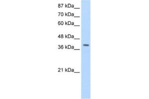 Western Blotting (WB) image for anti-La Ribonucleoprotein Domain Family, Member 7 (LARP7) antibody (ABIN2462269) (LARP7 anticorps)