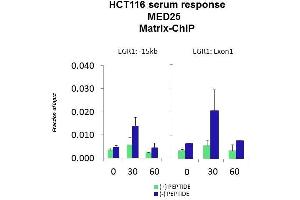 Quiescent human colon carcinoma HCT116 cultures were treated with 10% FBS for three time points (0, 15, 30min) or (0, 30, 60min) were used in Matrix-ChIP and real-time PCR assays at EGR1 gene (Exon1) and 15kb upstream site. (MED25 anticorps  (C-Term))