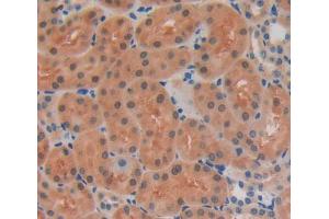 Used in DAB staining on fromalin fixed paraffin- embedded kidney tissue (ERI1 anticorps  (AA 1-345))