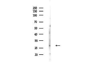 anti-Mesoderm Development Candidate 2 (MESDC2) (Internal Region) antibody