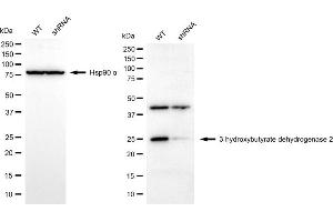 Western blotting analysis using 3-hydroxybutyrate dehydrogenase 2 antibody (ABIN7797419).