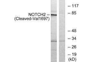 Western blot analysis of extracts from Jurkat cells, treated with etoposide (25uM, 24hours), using NOTCH2 (Cleaved-Val1697) antibody. (NOTCH2 anticorps  (Cleaved-Val1697))