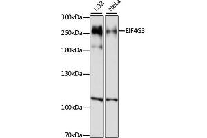 Western blot analysis of extracts of various cell lines, using EIF4G3 antibody (ABIN7267044) at 1:1000 dilution. (EIF4G3 anticorps  (AA 1000-1200))