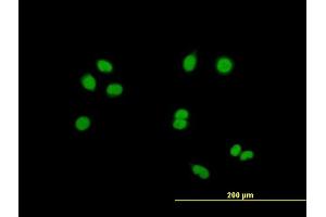 Immunofluorescence of purified MaxPab antibody to RASSF8 on HeLa cell. (RASSF8 anticorps  (AA 1-392))
