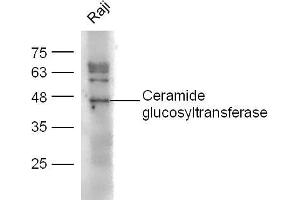 Raji lysates probed with Ceramide glucosyltransferase Polyclonal Antibody, unconjugated  at 1:300 overnight at 4°C followed by a conjugated secondary antibody at 1:10000 for 60 minutes at 37°C. (UGCG anticorps  (AA 21-120))