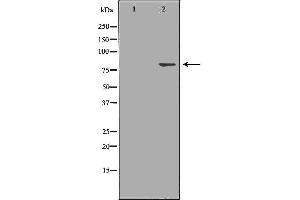 Western blot analysis of A549 cell lysate, using GLB1 Antibody.