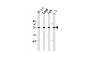 All lanes : Anti-B7H6 Antibody (C-term) at 1:2000 dilution Lane 1: 293T/17 whole cell lysate Lane 2: Daudi whole cell lysate Lane 3: Hela whole cell lysate Lane 4: K562 whole cell lysate Lysates/proteins at 20 μg per lane. (B7-H6 anticorps  (C-Term))