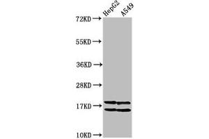 Western Blot Positive WB detected in: HepG2 whole cell lysate, A549 whole cell lysate (All treated with 30 mM sodium butyrate for 4h) All lanes: HIST1H2AG antibody at 1 μg/mL Secondary Goat polyclonal to rabbit IgG at 1/50000 dilution Predicted band size: 15 kDa Observed band size: 15 kDa (HIST1H2AG anticorps  (acLys36))