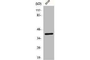 Western Blot analysis of A549 cells using Connexin 43 Polyclonal Antibody (Connexin 43/GJA1 anticorps  (C-Term))