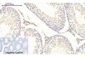 Immunohistochemical analysis of paraffin-embedded rat testis tissue. (COL2A1 anticorps  (AA 70-150))