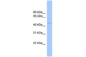WB Suggested Anti-NR1H2 Antibody Titration:  0. (NR1H2 anticorps  (N-Term))