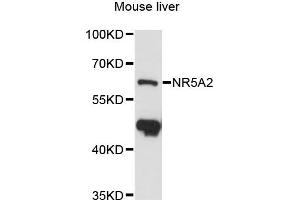 Western blot analysis of extracts of mouse liver, using NR5A2 antibody (ABIN6290055) at 1:3000 dilution. (NR5A2 + LRH1 anticorps)