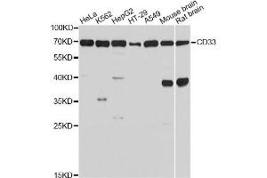 Western blot analysis of extracts of various cell lines, using CD33 Antibody.