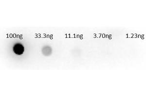 Dot Blot of Sheep anti-Aspartate Transaminase Antibody. (Aspartate Transaminase anticorps  (HRP))