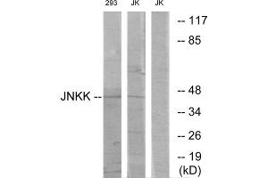 Western blot analysis of extracts from Jurkat cells and 293 cells, using JNKK antibody.