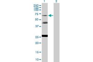 Western Blot analysis of NR2C2 expression in transfected 293T cell line by NR2C2 MaxPab polyclonal antibody.