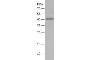 Western Blotting (WB) image for Cytochrome C Oxidase Subunit IV Isoform 2 (Lung) (COX4I2) (AA 1-171) protein (His-IF2DI Tag) (ABIN7122573)