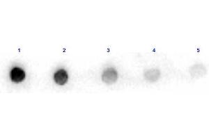 Dot Blot results of Rabbit Anti-Arginase Peroxidase Conjugated. (ARG anticorps  (HRP))
