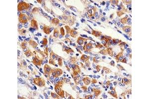 IHC testing of FFPE human stomach with PACSIN2 antibody at 1:100. (PACSIN2 anticorps  (AA 342-371))