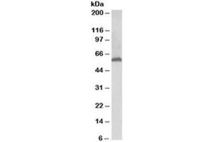 Western blot testing of human liver lysate with 58K Golgi protein antibody at 0. (FTCD anticorps)