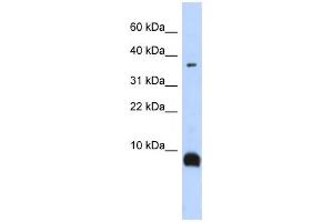 Western Blotting (WB) image for anti-Tachykinin 3 (TAC3) antibody (ABIN2458648) (Tachykinin 3 anticorps)