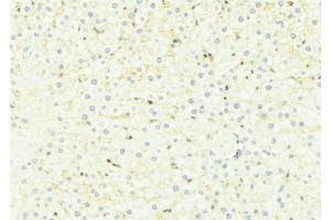 ABIN6275041 at 1/100 staining Mouse liver tissue by IHC-P. (HSD11B1 anticorps  (N-Term))